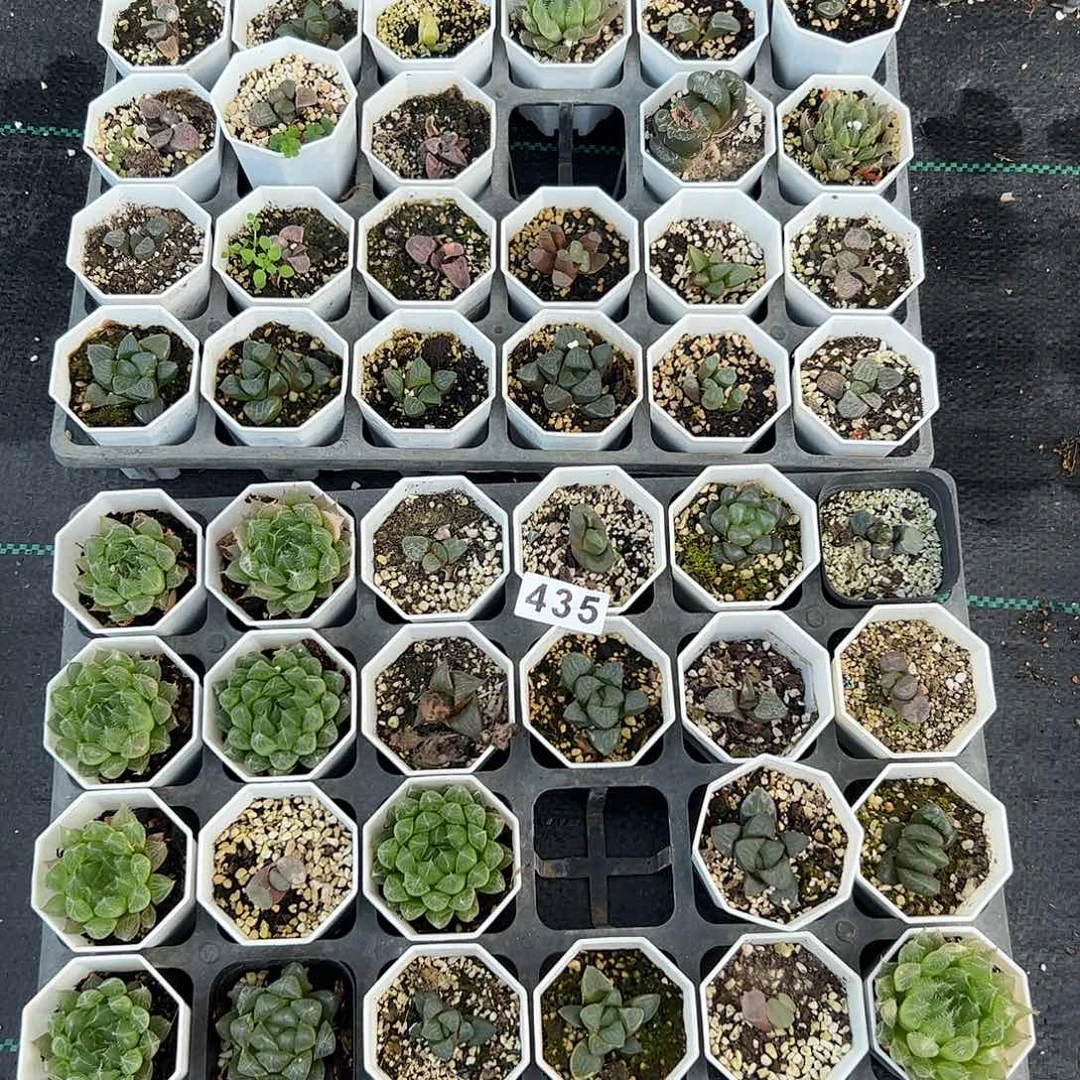 脱土发货十二卷多肉植物