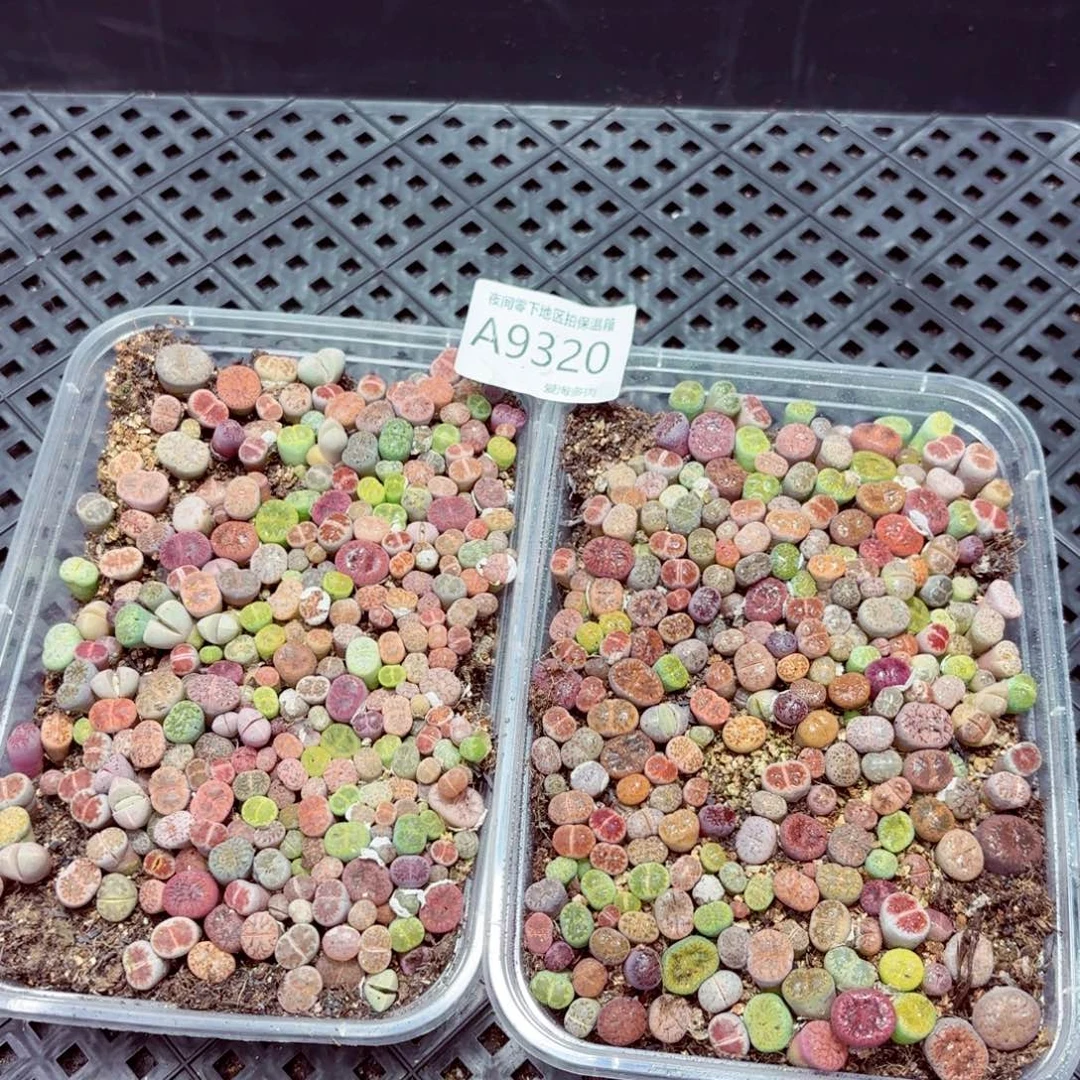 9320—零下地区需拍保温箱