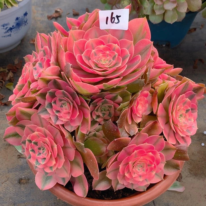 165香妃精品法师多肉