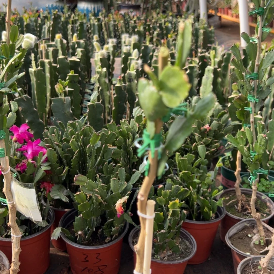 理**娃七个紫色异类叶片