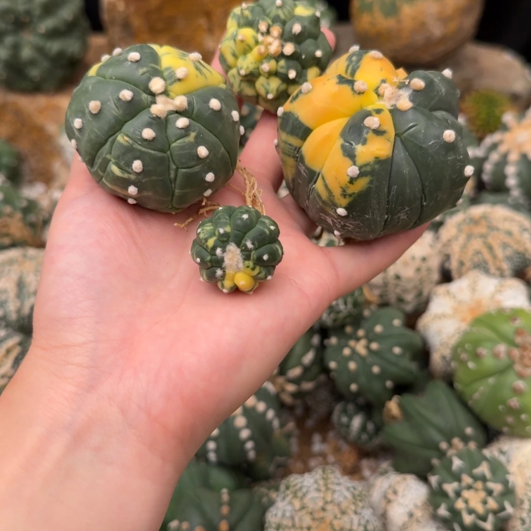 顽***夫兜锦4棵哈哈哈哈哈