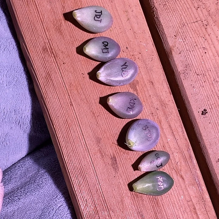 一组美肉锦基因多肉植物包邮