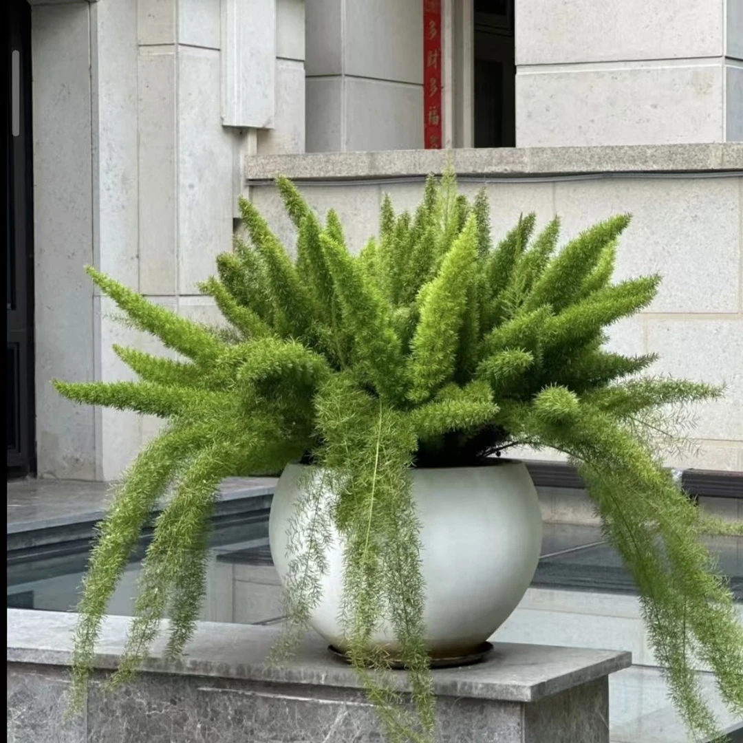 大盆 狐尾天门冬 耐热耐旱耐贫瘠 室内室外庭院阳台懒人绿植