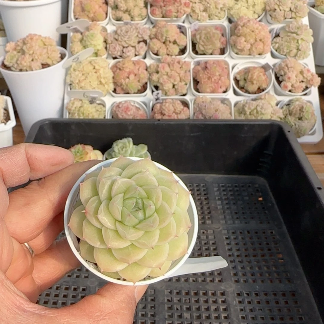 【闪购商品】0213-207优选麦杆