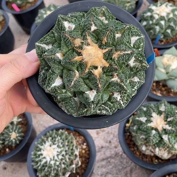 自根辛顿9.5公分福