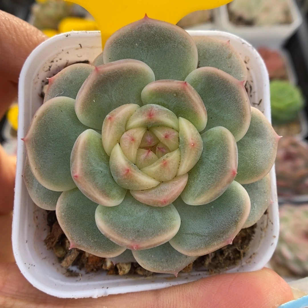 荔枝甜心4954号。