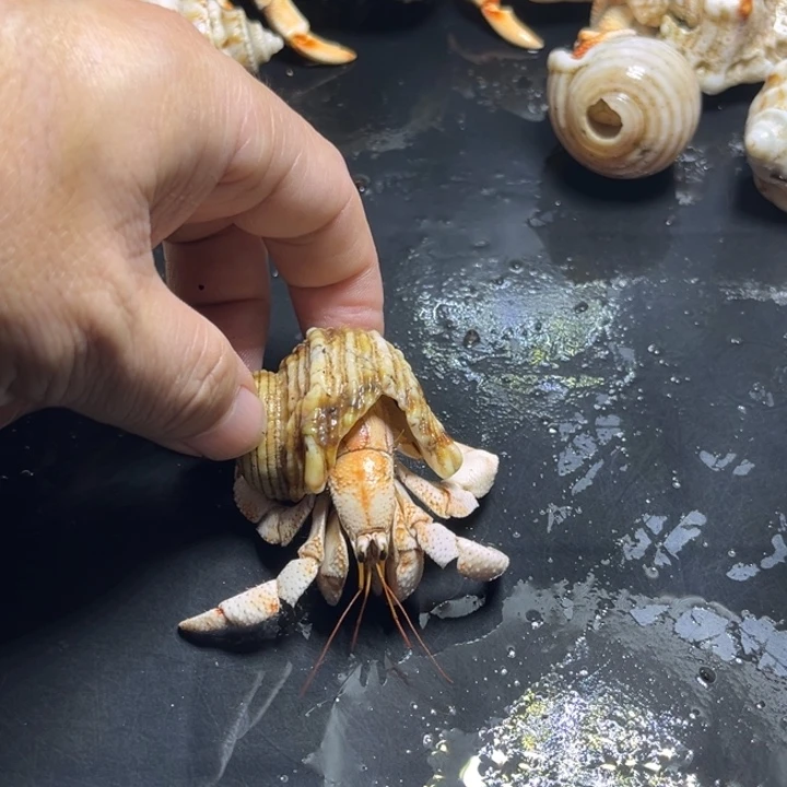 闪1号毛球2.2口径