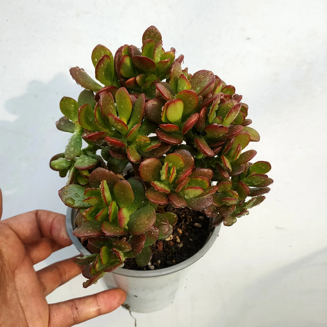 姬红花月 发2盆 摇钱树满20包邮 不带盆土发货轻微掉叶 多肉植物