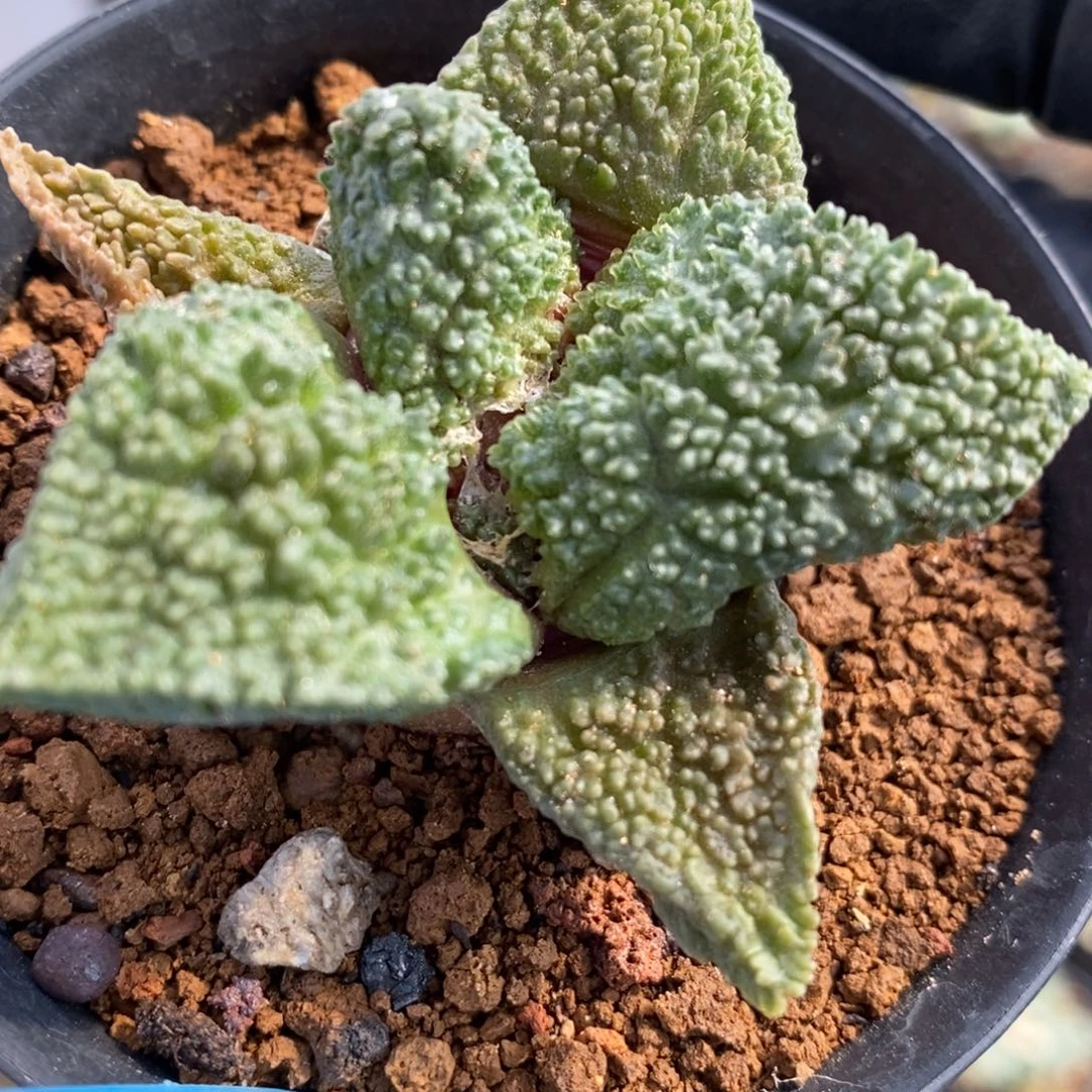 实生超级哥斯拉福利福利