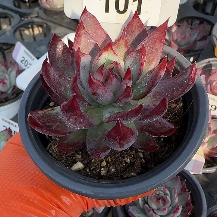 晴***雨101 惊鸿仙子多肉植物7-9cm