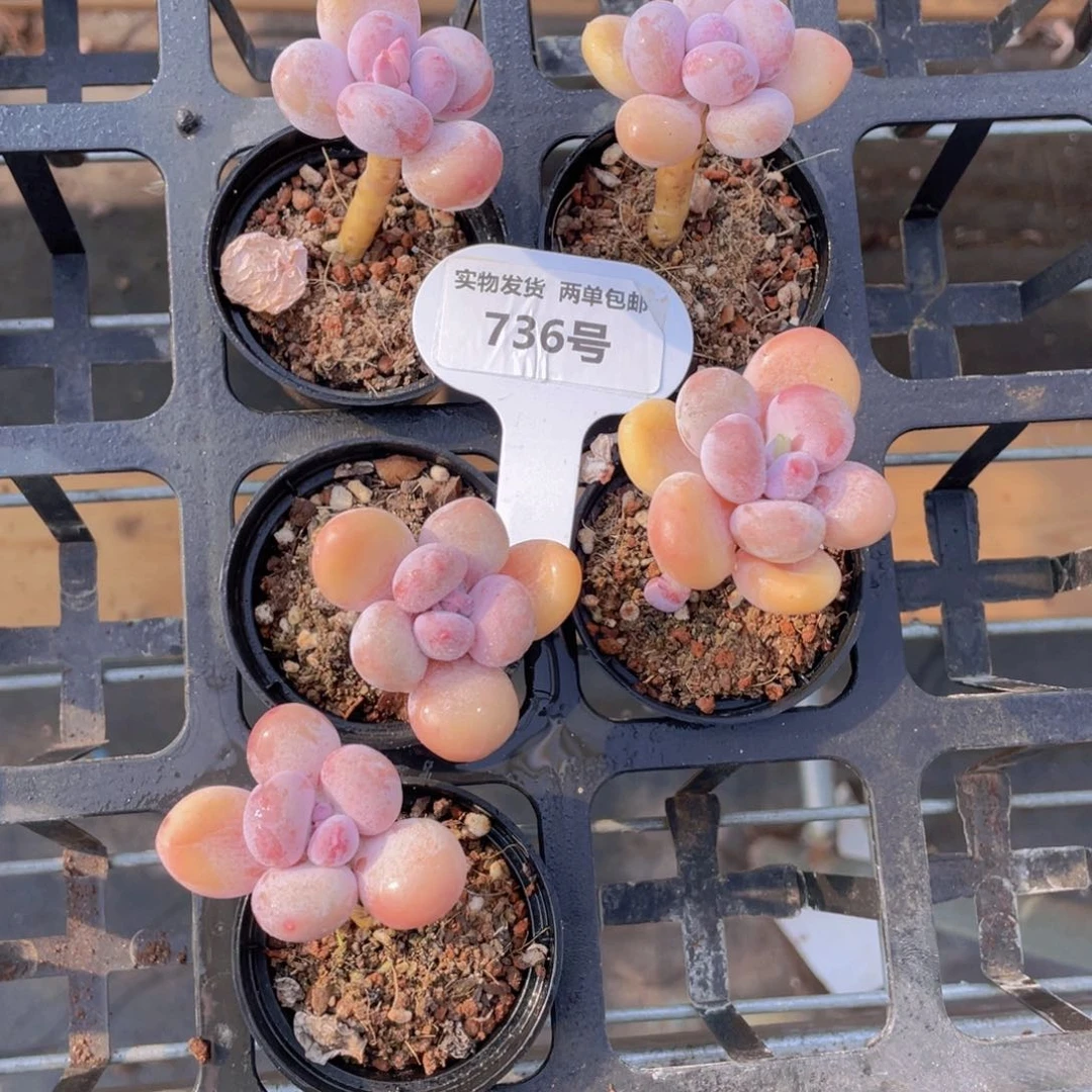 736号蛋黄奶单头老桩一个