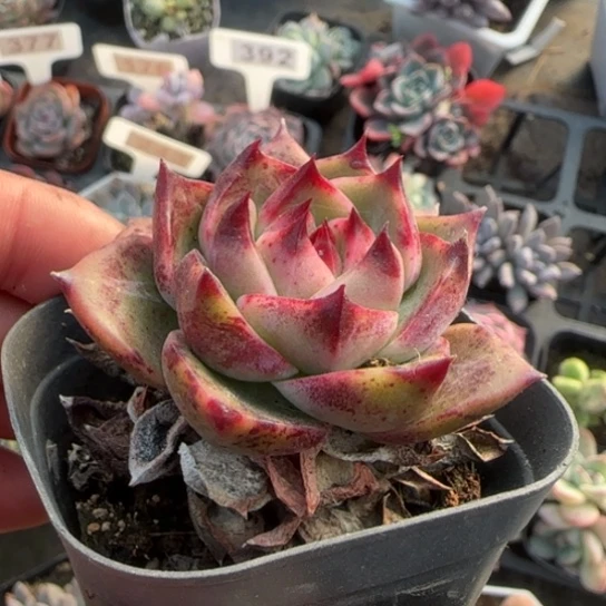 359蓝龙多肉植物多