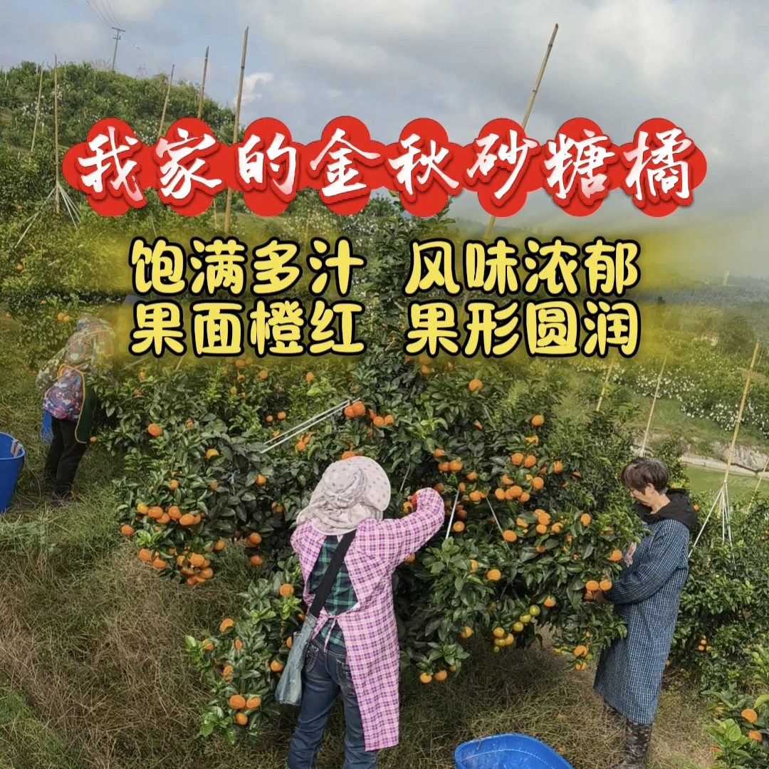 我家的金秋砂糖橘