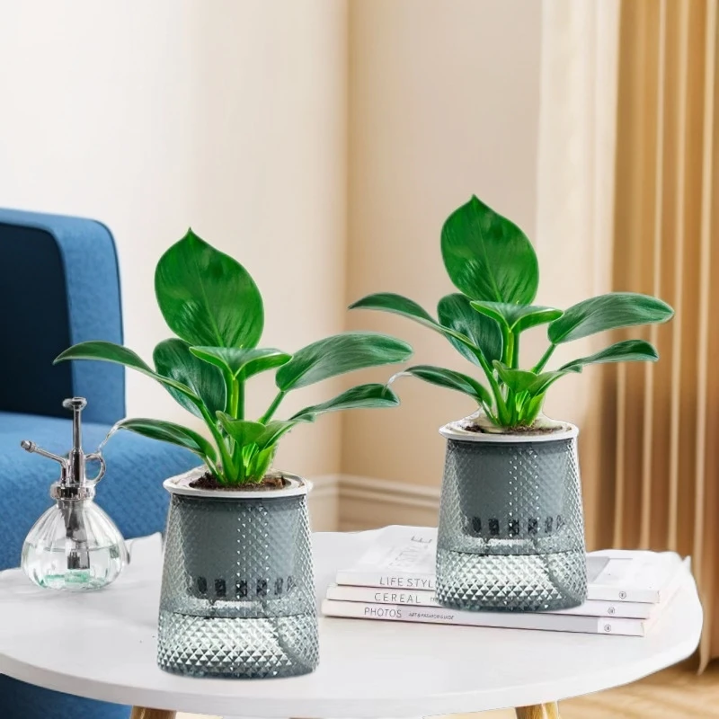 两盆装金钻盆栽水培大叶绿公主植物室内绿植桌面好养绿萝醛客厅