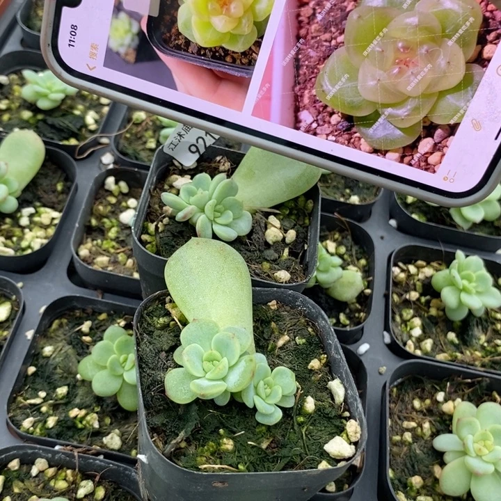 标921甜心322一个量拍