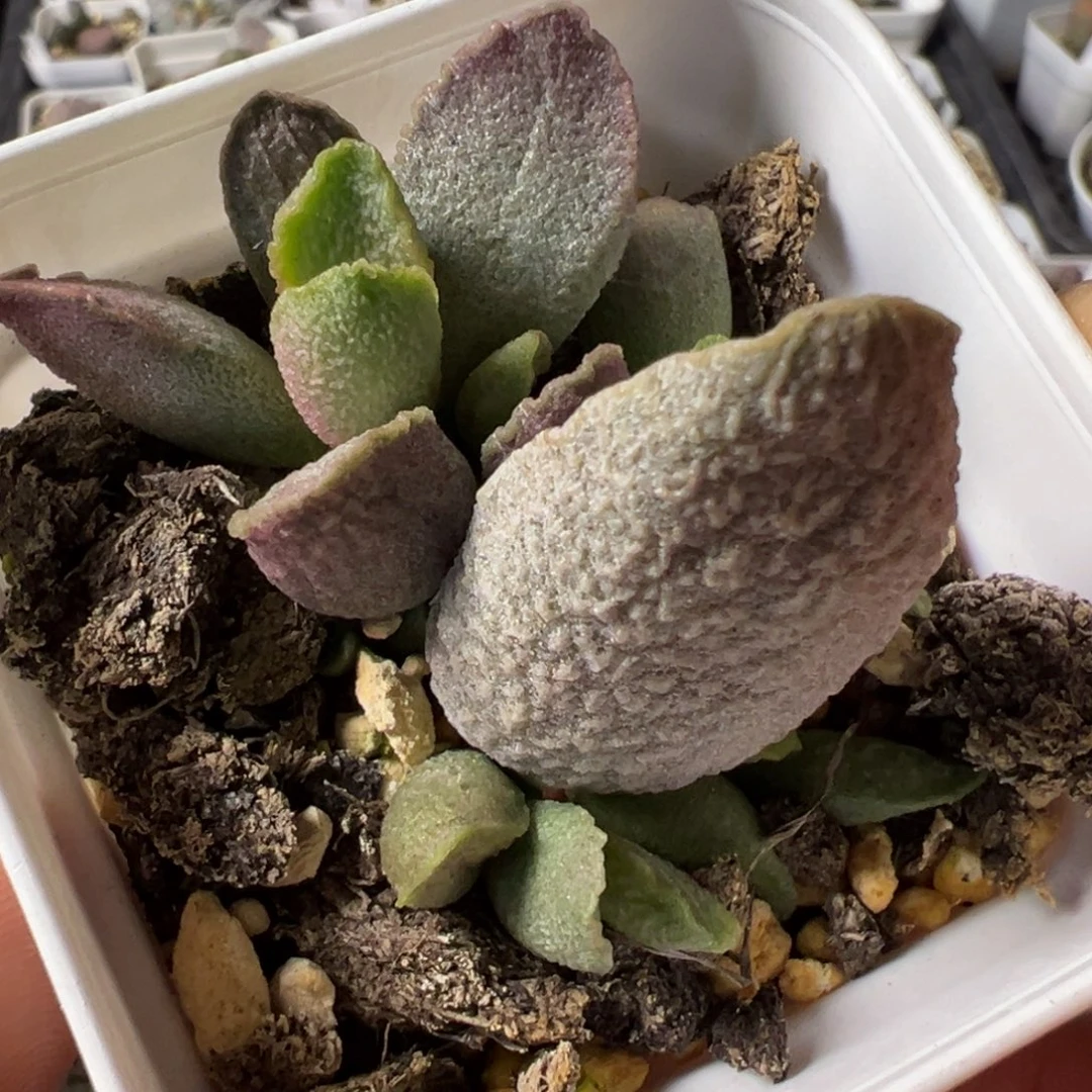 实生新品多肉植物水泡多肉植物