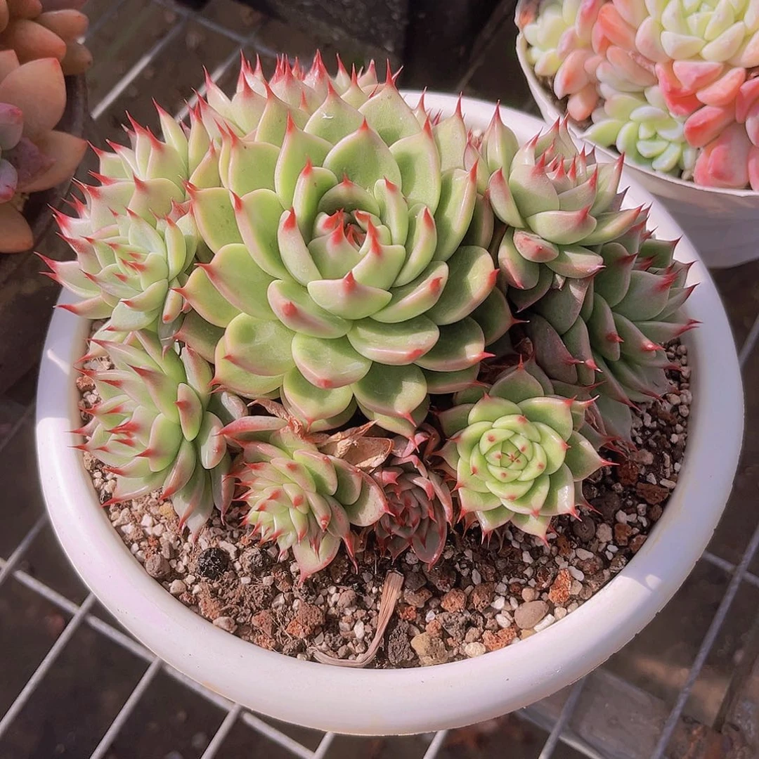 托斯卡17公分099988888888