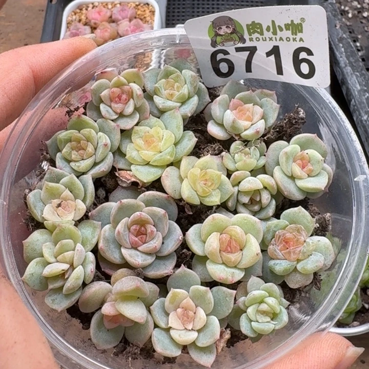 多肉植物多肉植物
