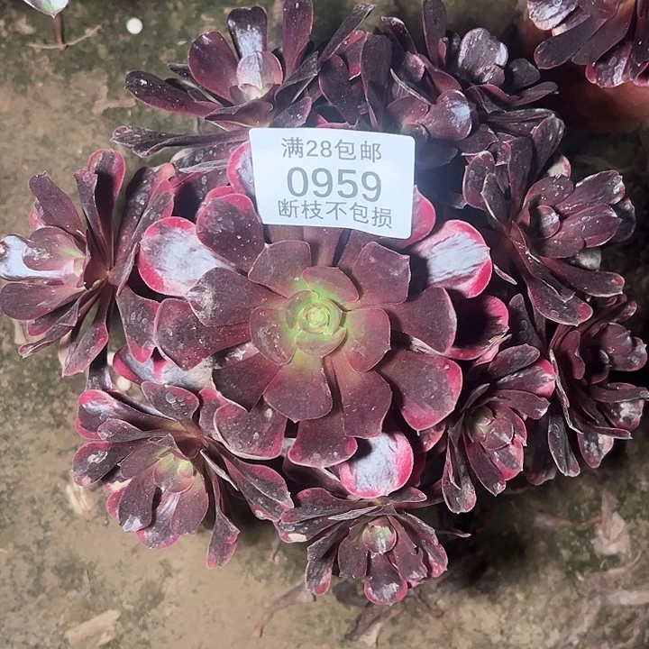 0959爱神多肉植物