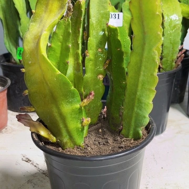 当前无花栽培后可以开花32