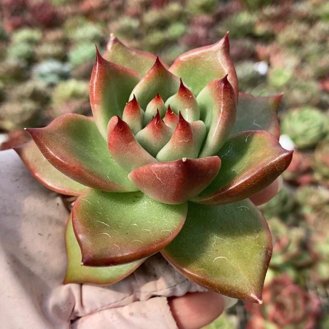 无花朵11 号东云系多肉植物