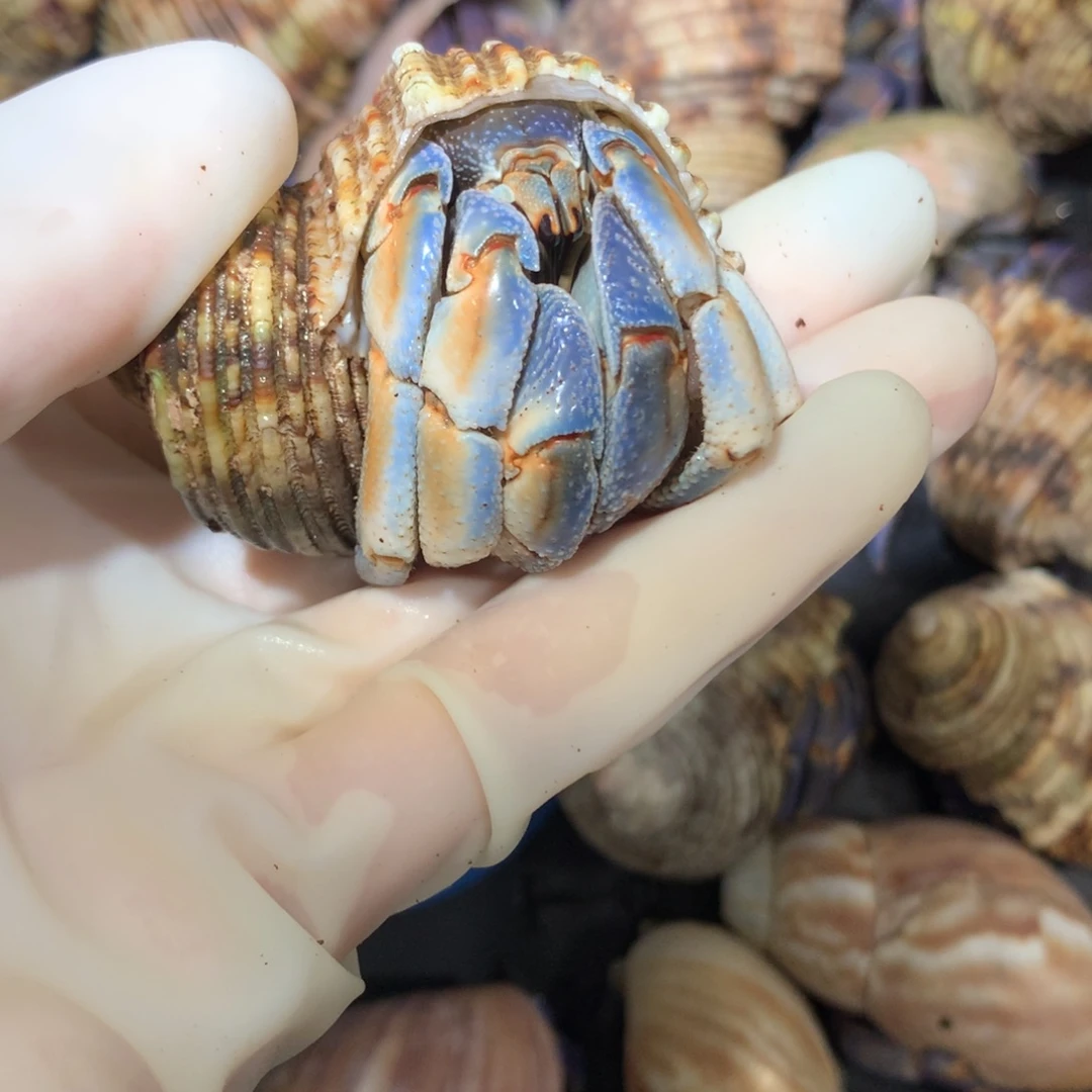 3.0异色蓝橘轻微缺尖不退不换