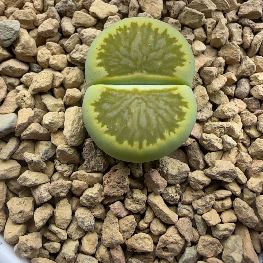 788 生石花大棚直播