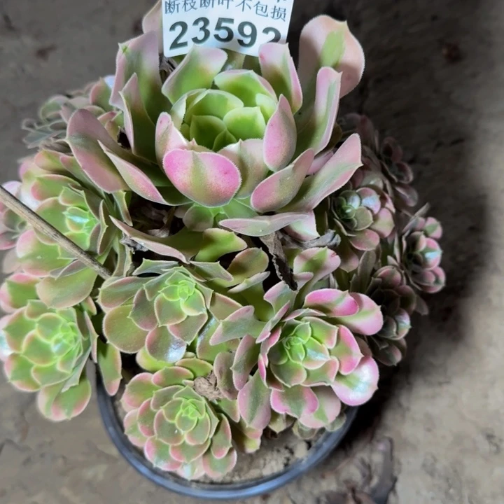 23592南香妃多肉植物