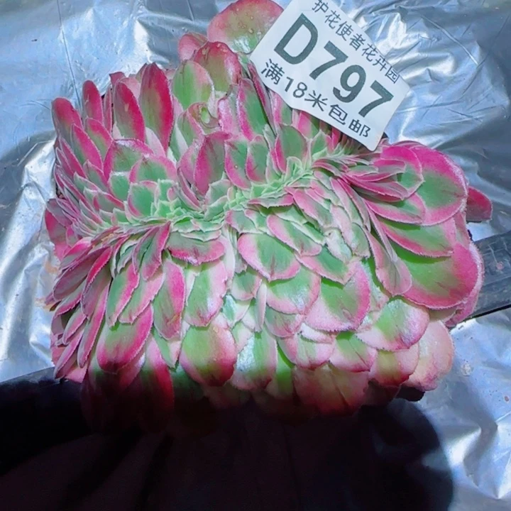 多肉法师淘宝福利