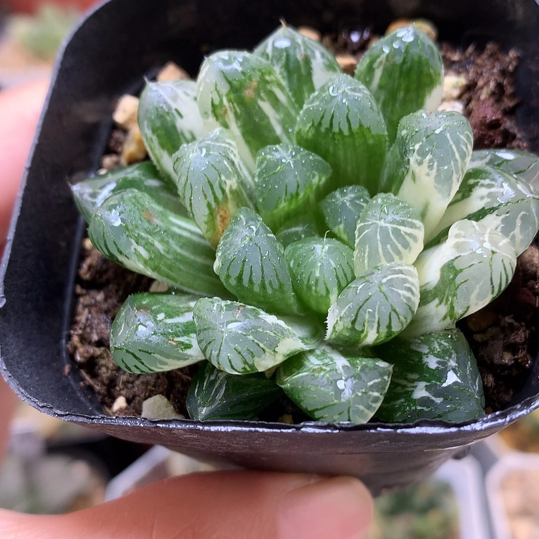 红楼锦带盆土faipoyu