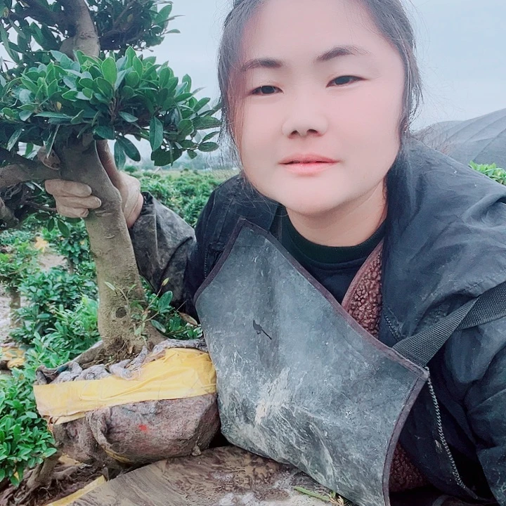 无花朵中华蚊母盆景11111