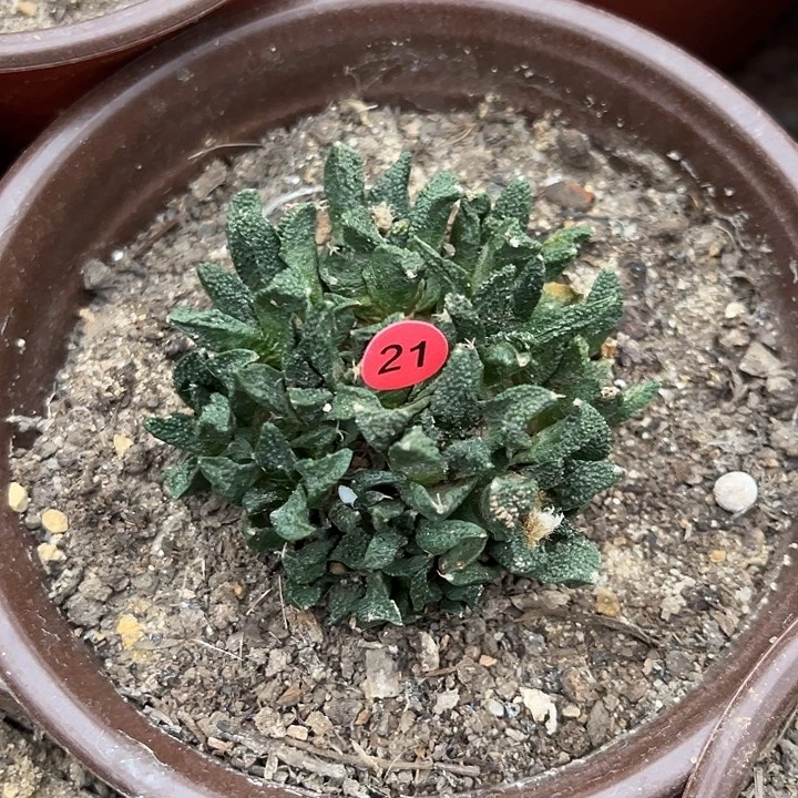 苗接落地有根博士群21