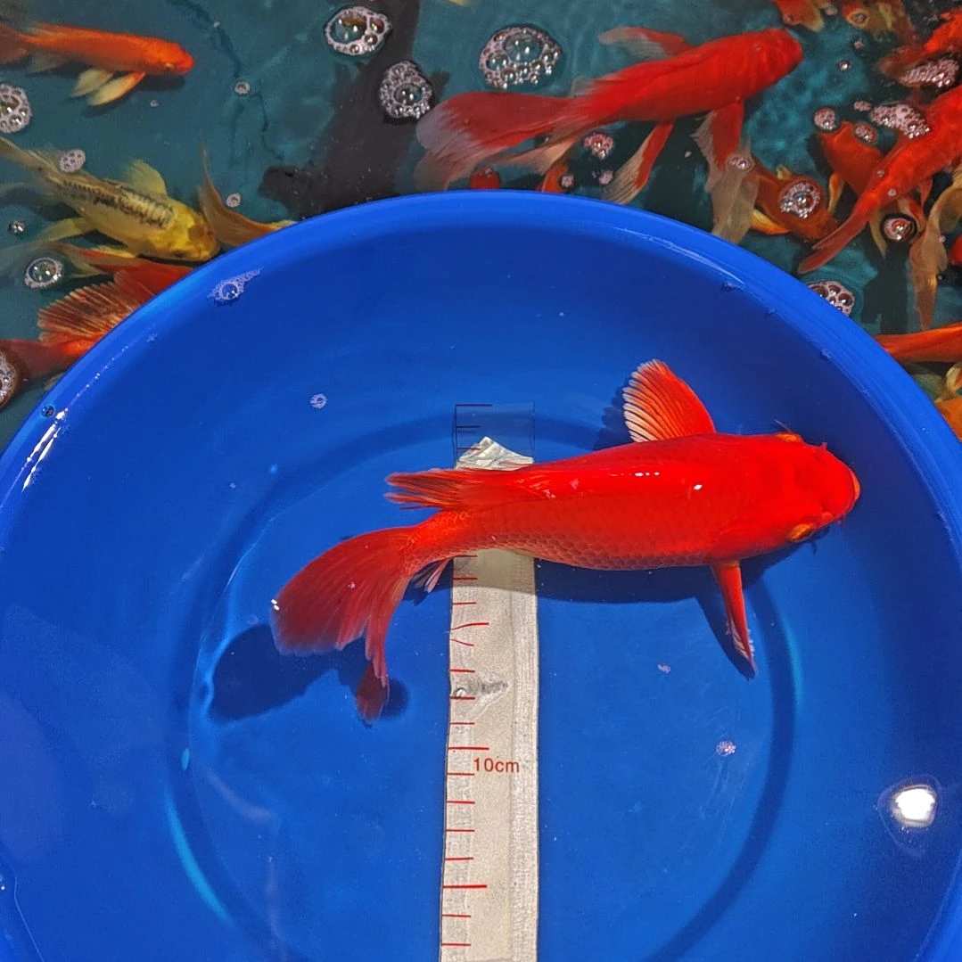 中国大陆冷水观赏鱼蝴蝶鲤