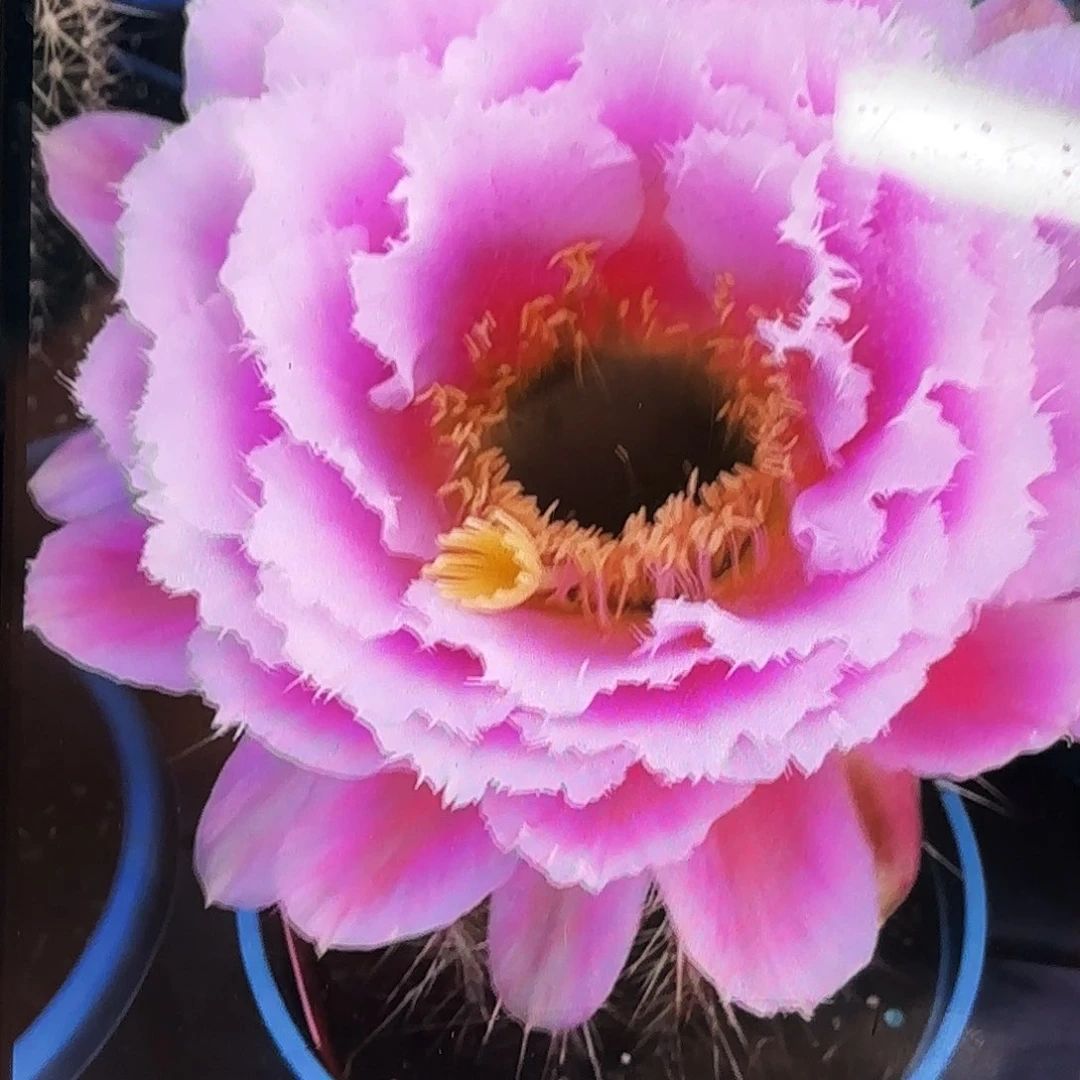 毛花柱芸儿无根侧牙五公分34