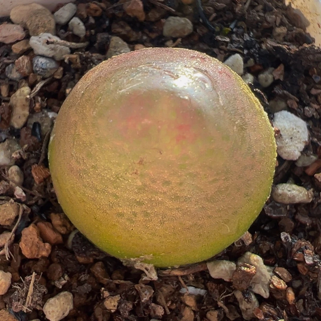 灯泡多肉植物百科2