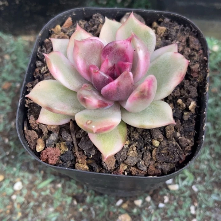 秋可园艺 黑水晶锦覆轮锦