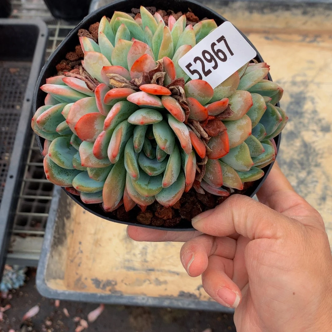 ?****妖52967嗯嗯嗯嗯好吧嗯嗯好