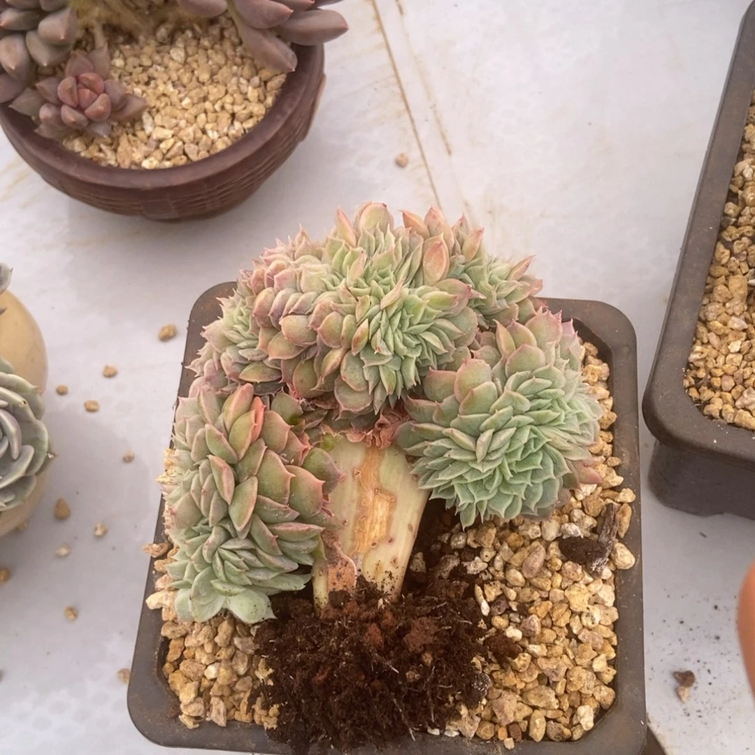 昂斯洛缀多肉多肉多肉多