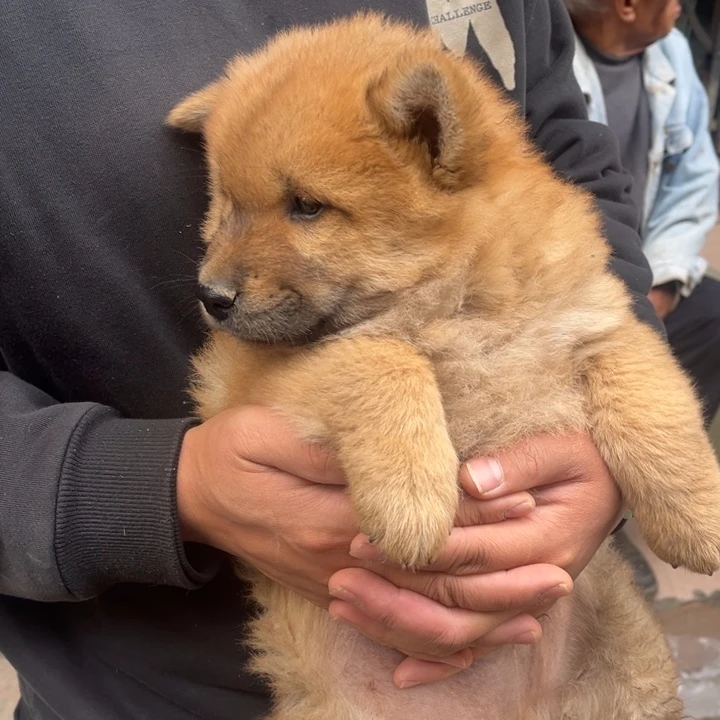 打****中华田园犬小黄公
