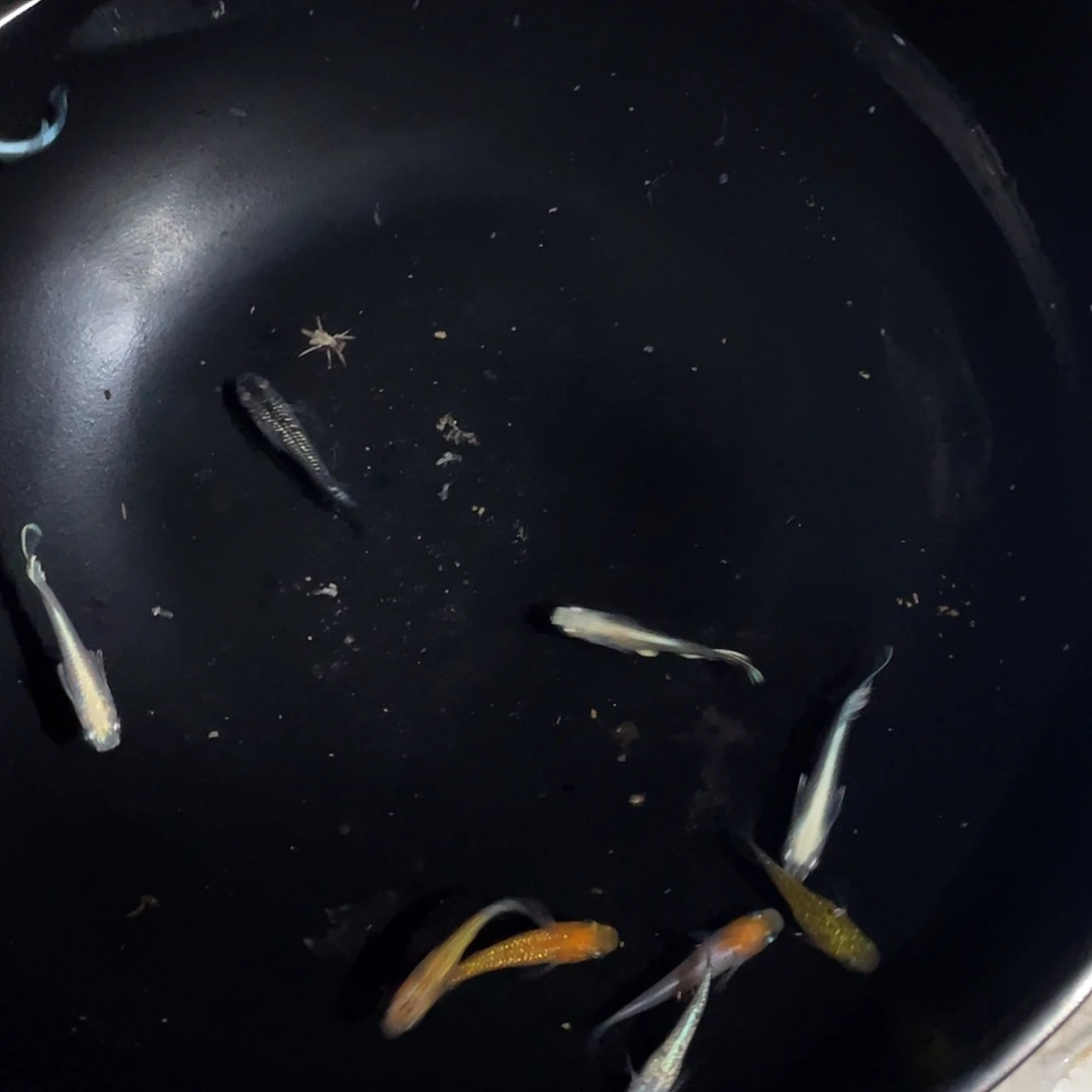 春***。青鳉鱼混搭一份观背清鳉