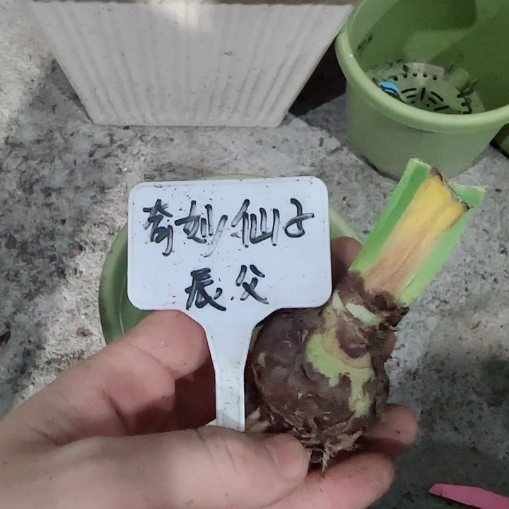 奇妙仙子3.5cm，裸球发