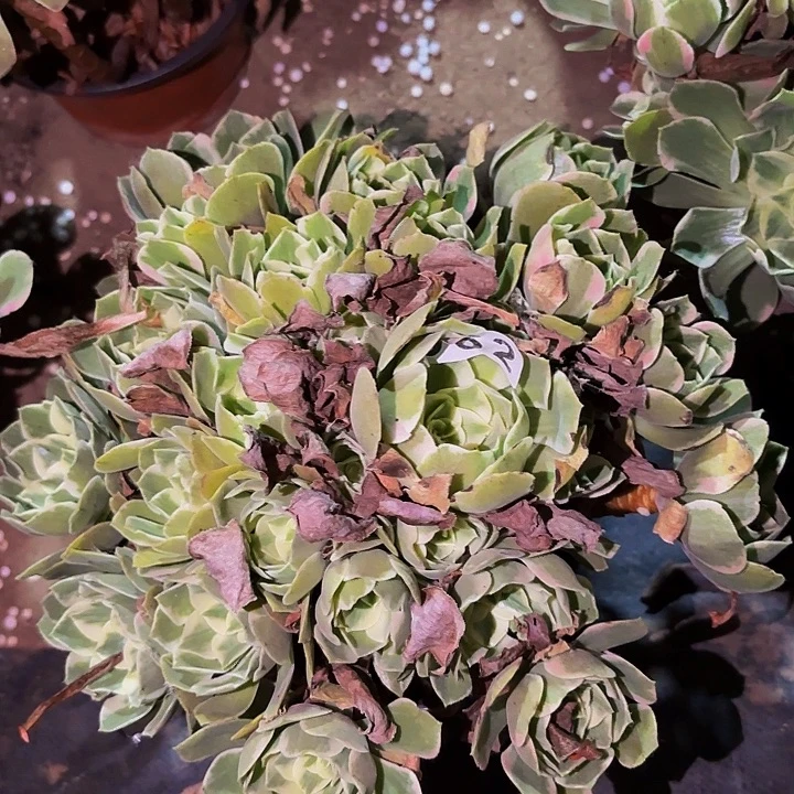 062男神多肉植物不售后