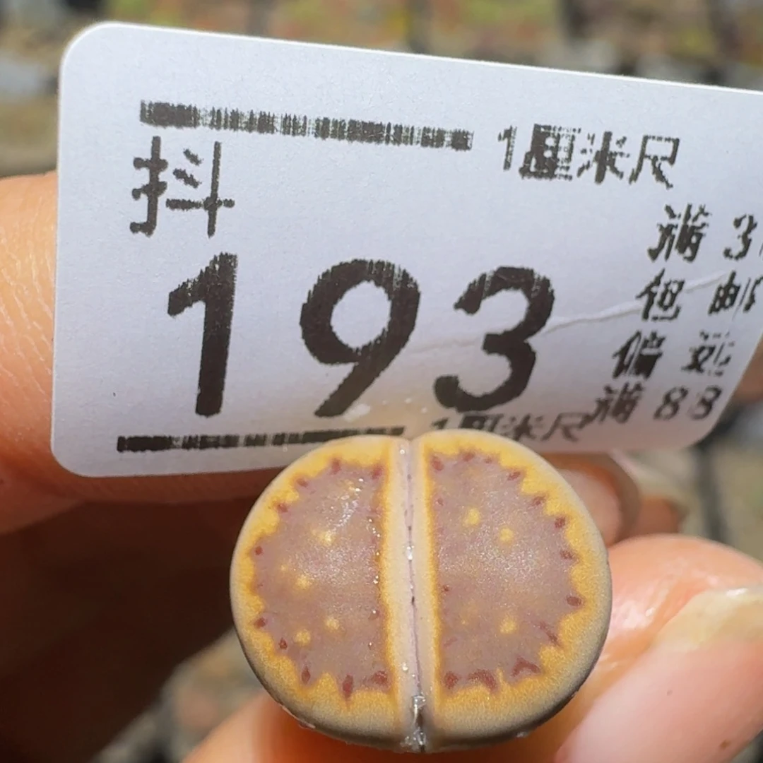 羽***3Ssss精品生石花193