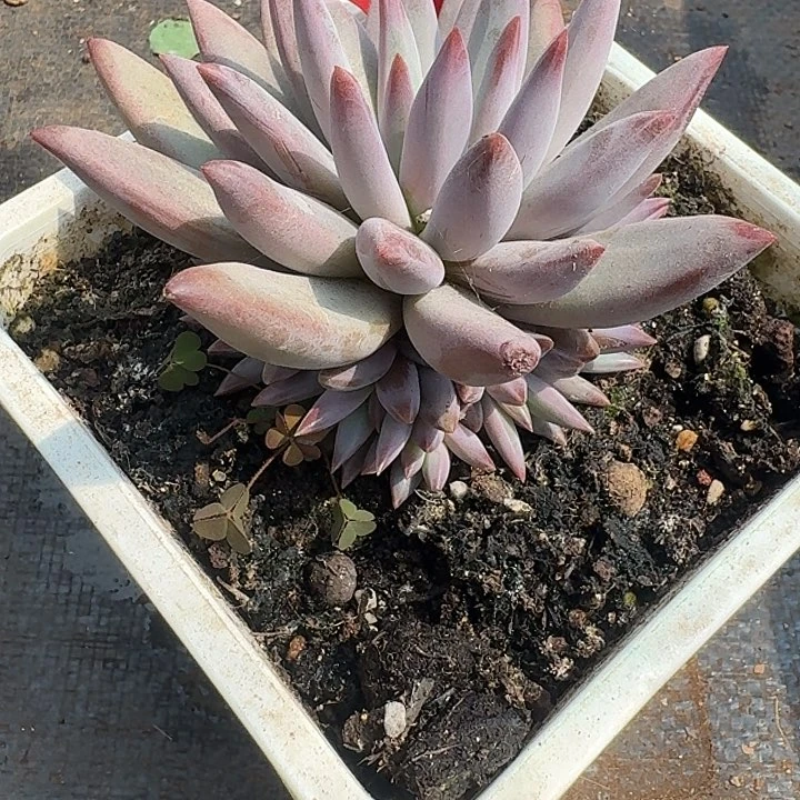 羽毛虞美人捧花626多肉植物
