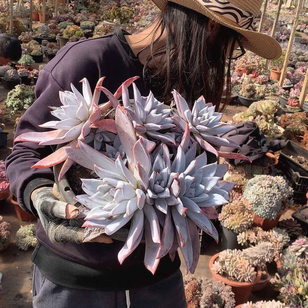 672巨人 一物一拍多肉