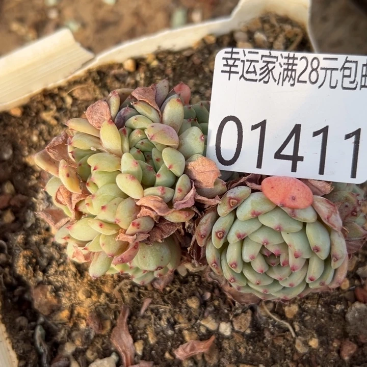 幸运的人会遇到你喜欢