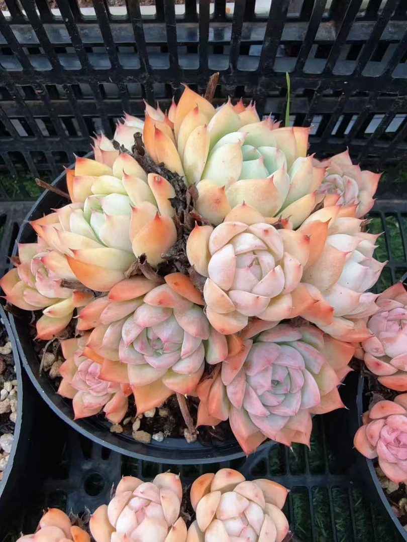 艾瑞莉娅整桩无砍群（12-14cm）脱土