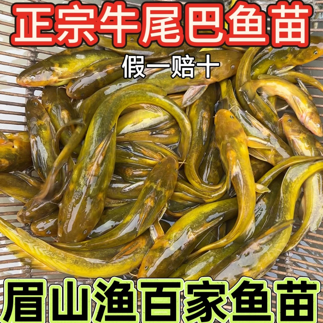 正宗牛尾巴鱼苗乌苏拟鲿高密度养殖特种鱼类好养易活观赏鱼