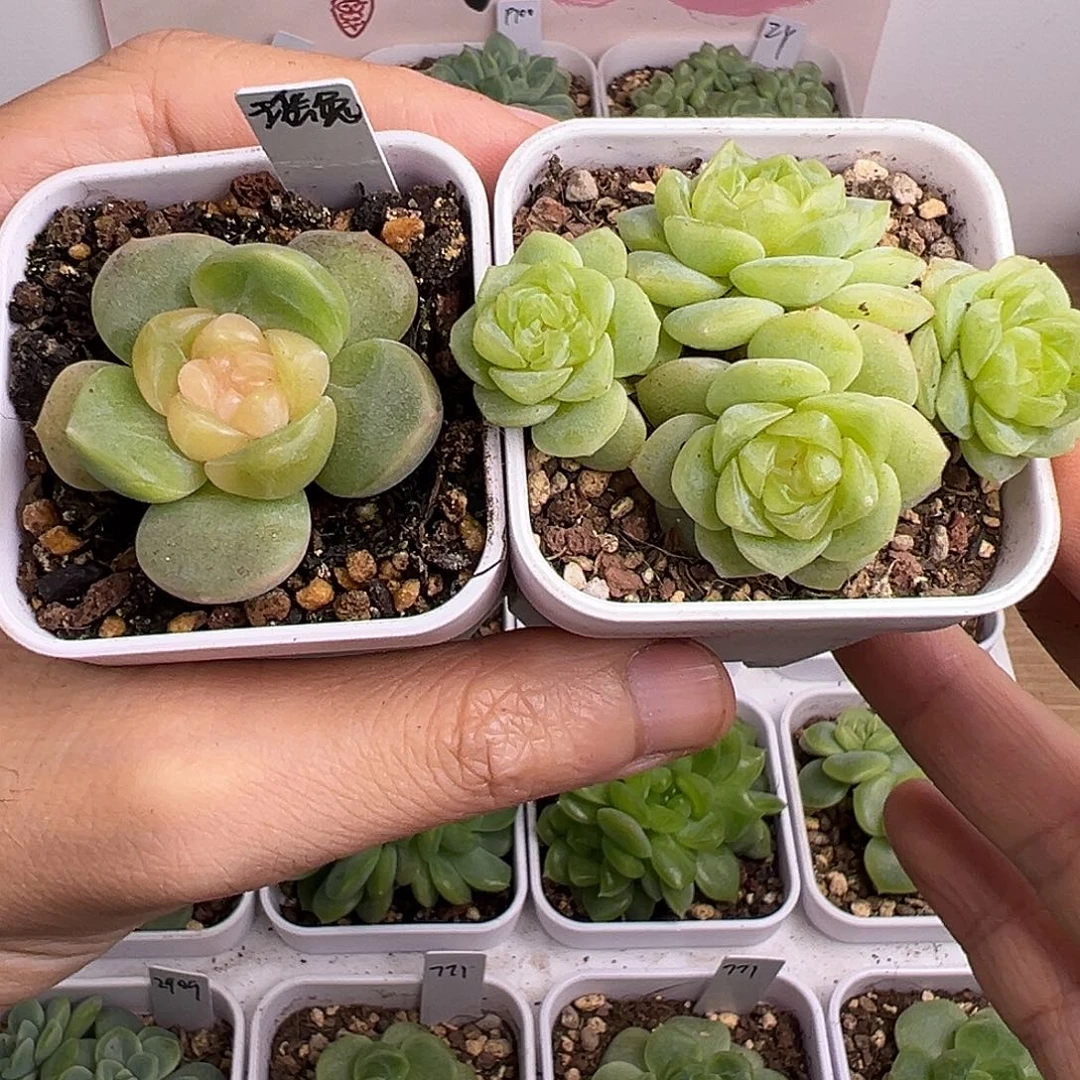 星***漠两颗多肉。