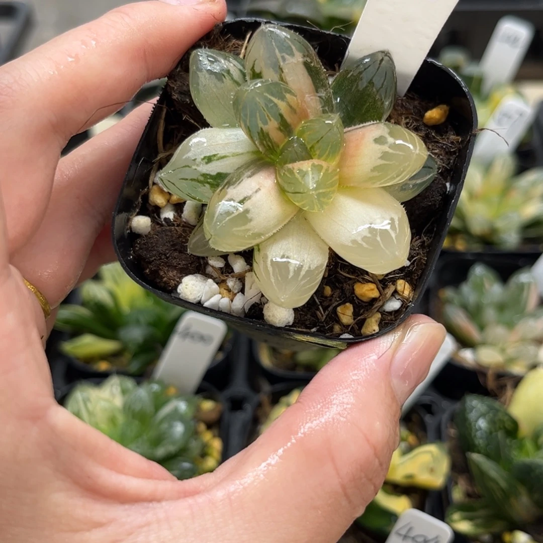 513龙爪玉露锦一物一拍